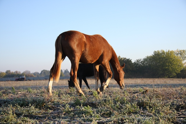 Jeseň - zima 2007 011