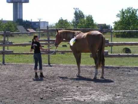 Horsemanship3.JPG