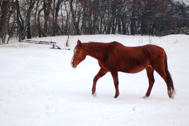 DSC_0387.JPG